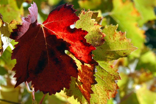 grapes2.jpg