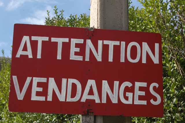 vendage-78.JPG