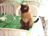 cat-copy.jpg