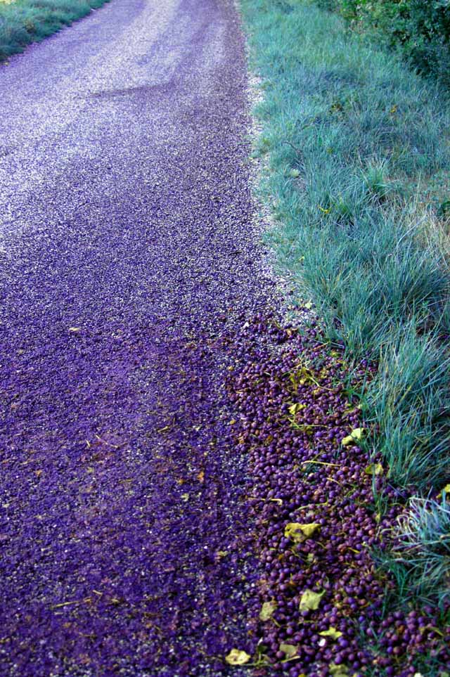 walk-8.JPG