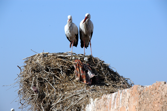 dsc_0143.JPG
