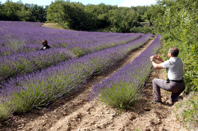 lavender2-79.JPG