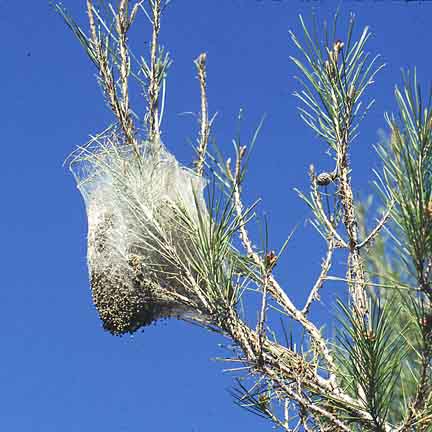 pineproc121.jpg