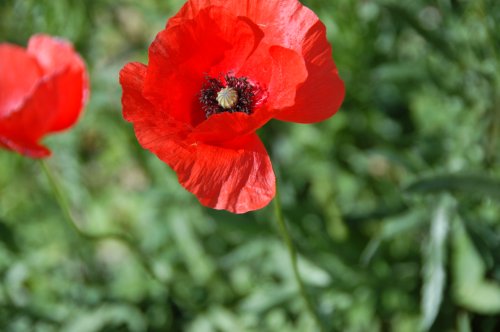 flowers-10.JPG
