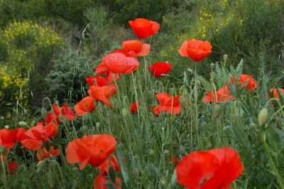 poppies-4.JPG
