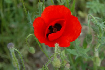 poppies-8.JPG