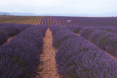 lavender-32.JPG